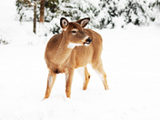 Doe