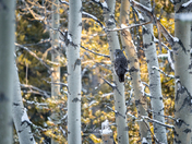 Great Gray Owl - Sunset