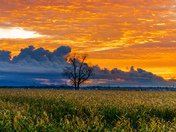 Field at sunrise 