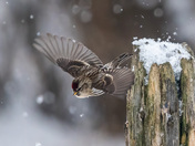 sparrow on a mission