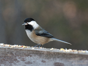 Lunch is in the Beak