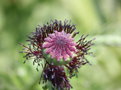 Poppy in bloom 
