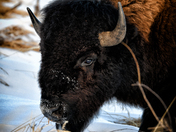 Bison