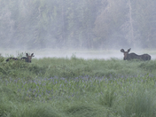 And then there were two