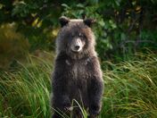 Cub watching mama fish