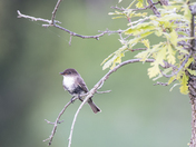 Phoebe and the spider