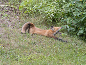 Lazy Fox
