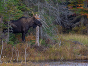 Bull Moose