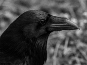 Raven