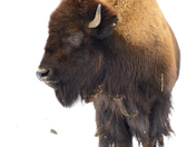 American Buffalo