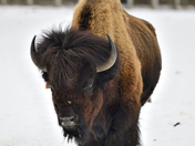 Bison in the Snow