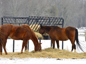 Horses