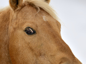 Horse Portrait