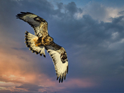 Rough Legged Hawk 