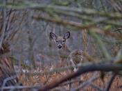 White tail deer.