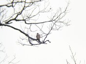 Hawk at top of an Oak tree