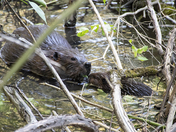 What’s that you are eating?