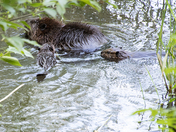 What’s for dinner?