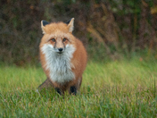A Friendly, Foxy Fellow