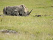 White Rhino