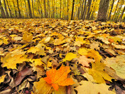 Autumn Carpet