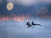 Buffleheads 