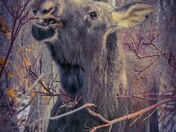 Moose nibbling tender Willow branches.