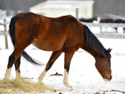 Horse in Snow