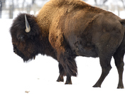 Bison