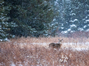 White Tailed Deer on a Winter day