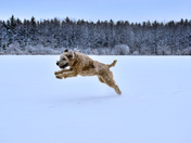 First to Print the Snow