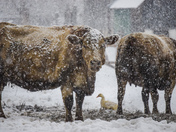 Ontario Country Beauty