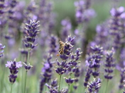 Lavender Fields