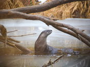 Not too rainy for otters!