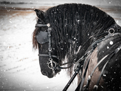 Dark Horse in Snow