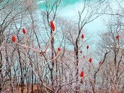 Sumac tree tops down the Niagara Gorge