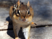 previous entry