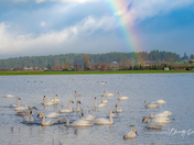 Sunshine and Rainbows