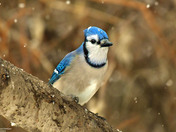 Blue Jay
