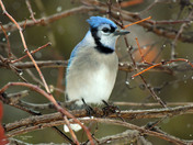 Blue Jay