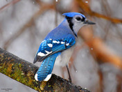 Blue Jay