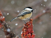 Black Capped Chickadee
