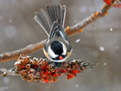 Black Capped Chickadee