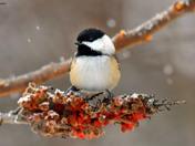 Black Capped Chickadee