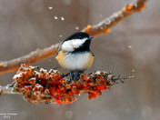 Black Capped Chickadee
