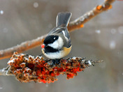 Black Capped Chickadee