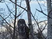 Great Grey Owl