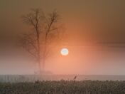Morning sun 