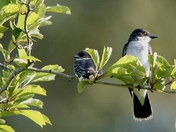 next entry