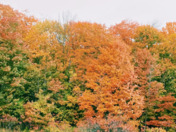 Landscape/Beautiful Nature